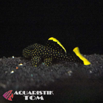 Preview: L081 Gelbsaum-Prachtharnischwels, Baryancistrus spec.